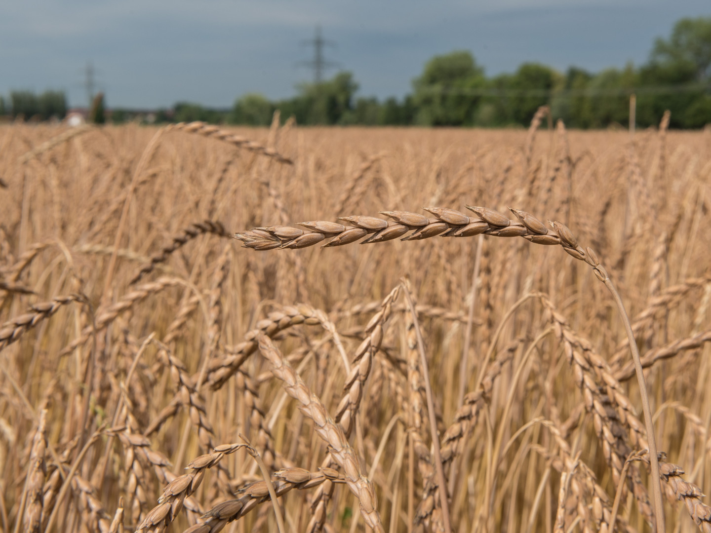 Richtpreise für Bio Futtergetreide beschlossen Blick ins Land