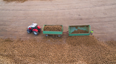 Rübenanbau bleibt „in geordneten Bahnen“