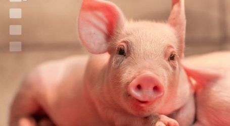 Viel Glück im neuen Jahr!!!