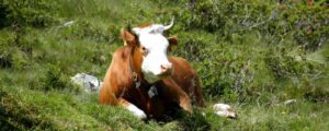 Fachtagung für Bio-Landwirtschaft