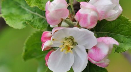 Angespannte Lage für Burgenlands Obstbauern