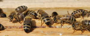 Bienen: Weniger Imker, aber mehr Völker