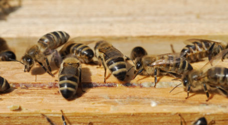 Bienen: Weniger Imker, aber mehr Völker