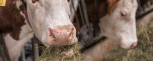 Heumilch künftig auch aus der Schweiz