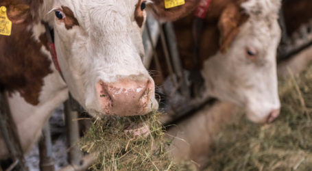 Heumilch künftig auch aus der Schweiz