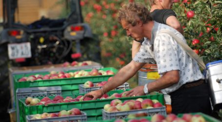 Weiter trauriges Bild bei heimischen Äpfeln