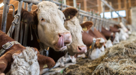 Milchexporte seit Sommer im Steigen
