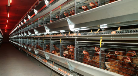 Legehennenhalter warnen vor Importware