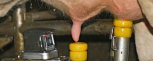 „Molkereien müssen gestärkt werden“