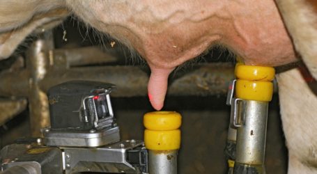 „Molkereien müssen gestärkt werden“