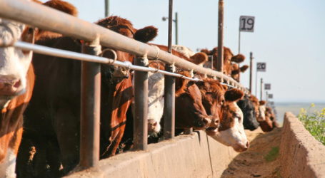 USA drängen auf europäischen Rindfleischmarkt
