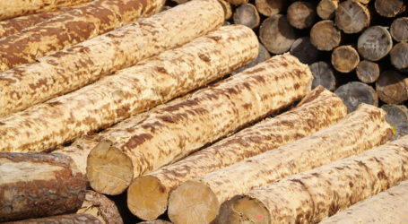 Rege Nachfrage nach Sägerundholz