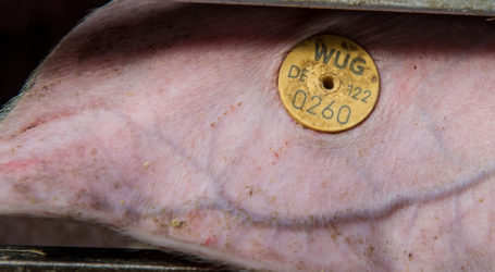 Knapp versorgter Lebendmarkt bringt Preisplus