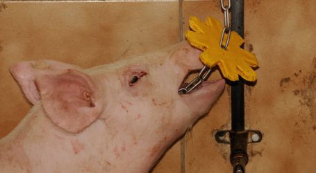 Schlachter drosseln Schweineabnahme