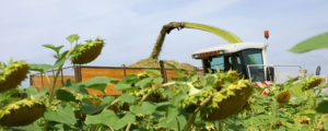 Landwirtschaft konnte Treibhausgas-Ausstoß reduzieren
