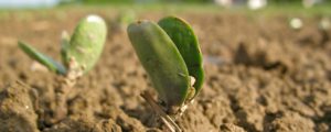 Oberösterreich will Eiweißlücke verkleinern