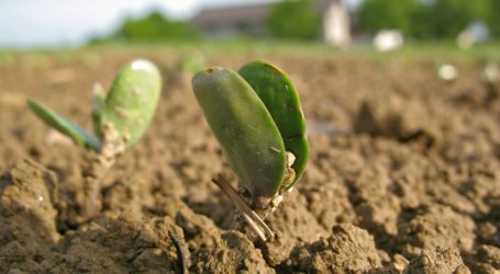 Oberösterreich will Eiweißlücke verkleinern