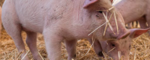 Raumberg-Gumpenstein erhält neuen Schweine-Forschungsstall