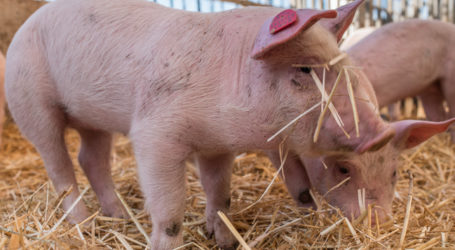 Raumberg-Gumpenstein erhält neuen Schweine-Forschungsstall