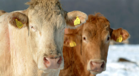 Zahl der Rinder in der Fleischleistungsprüfung steigt