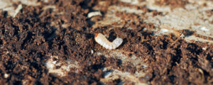 Frost kein Hindernis für Borkenkäfer