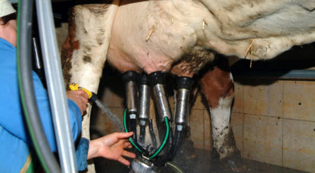 AMA: Milchreduktion wurde gut angenommen