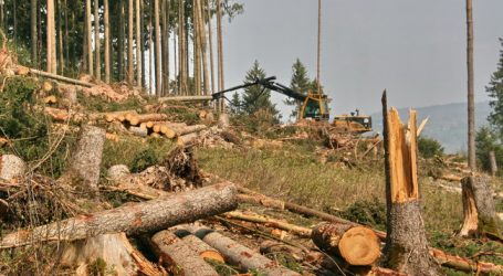 Waldviertel als Modellregion für Forstwertschöpfung