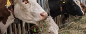 Erstmals Heumilch aus Kärnten