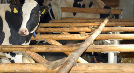 Prognose: Milchanlieferung wird um halbes Prozent steigen