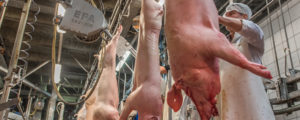 Deutschland produziert immer mehr Fleisch