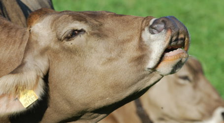 VÖM fordert mehr Unterstützung für Qualitätsstrategie