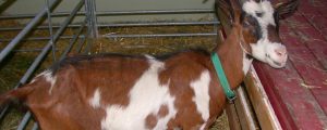 Gütesiegel auch für Schaf- und Ziegen-Heumilch beantragt