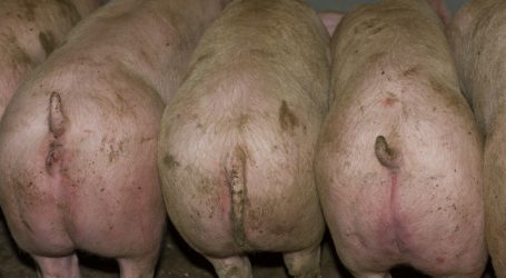 Schweinefleischexport auf Rekordniveau