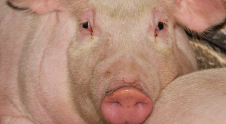 Schweinemarkt entwickelt sich lustlos