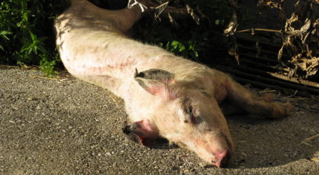 Ukraine bekommt Afrikanische Schweinepest nicht in den Griff