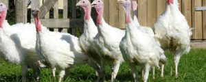 Hilfe für von Vogelgrippe betroffene Betriebe gefordert