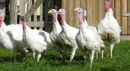 Hilfe für von Vogelgrippe betroffene Betriebe gefordert