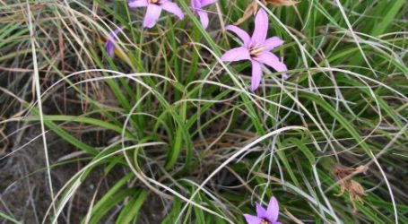 Forscher sequenzieren trockenheitstolerante Pflanze