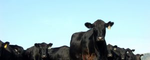 USA wollen europäisches Hormonverbot nicht mehr akzeptieren