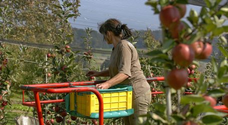 Heimischer Apfellagerbestand extrem niedrig