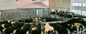 Experten glauben an geringfügige Steigerung der Milchproduktion