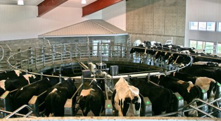 Experten glauben an geringfügige Steigerung der Milchproduktion