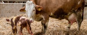 Studie zur Bedeutung der Rinderhaltung
