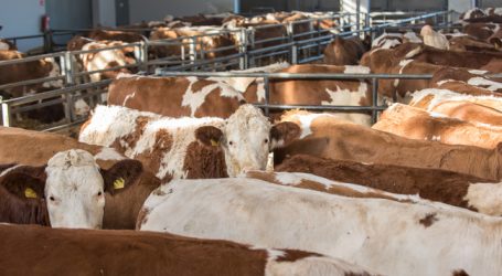 Zuchtrinderexporte 2016 wieder gestiegen