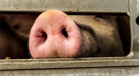 Mastschweine: Rege Nachfrage trifft geringeres Angebot