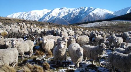 EU strebt Handelsabkommen mit Neuseeland an