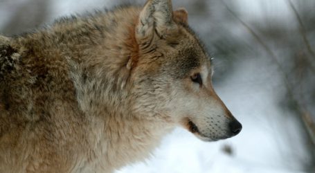 Kärnten: Landesrat will Schutz vom Großräubern überdenken