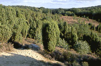 Wacholder ist Baum des Jahres