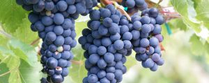 Forschungsprojekt „Klimaanpassung in Obst- und Weinbau“