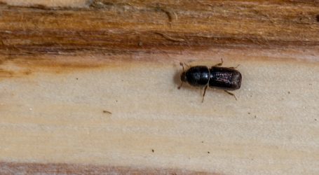 Hohe Ausgangspopulation an Borkenkäfern